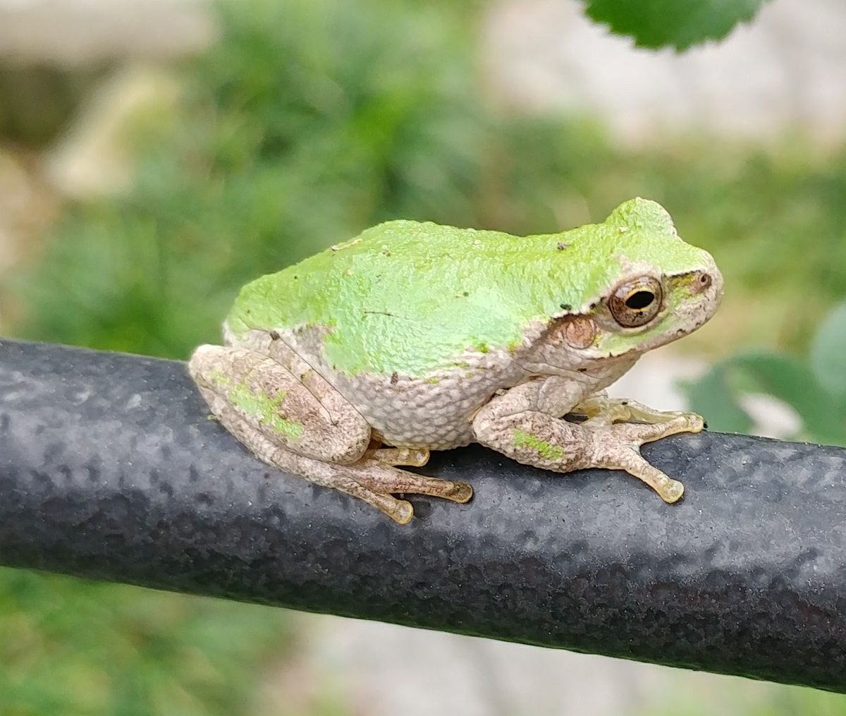 お花じゃないけど