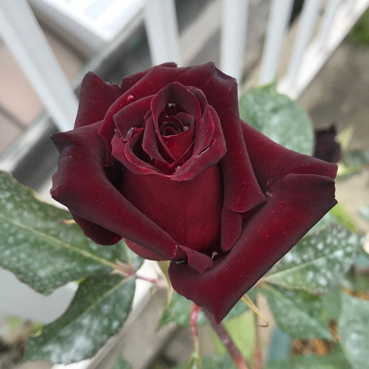 木立ち性のバラ🌹