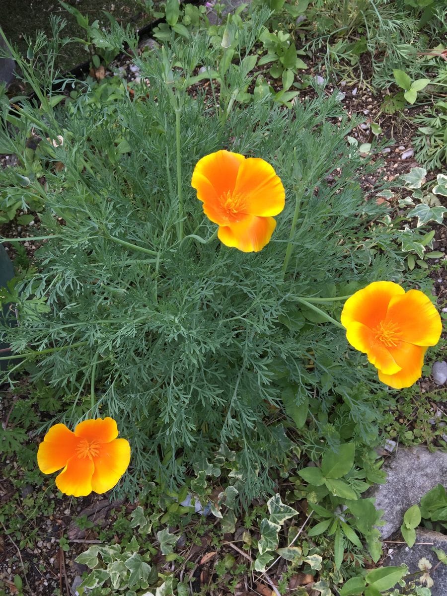 今日の花