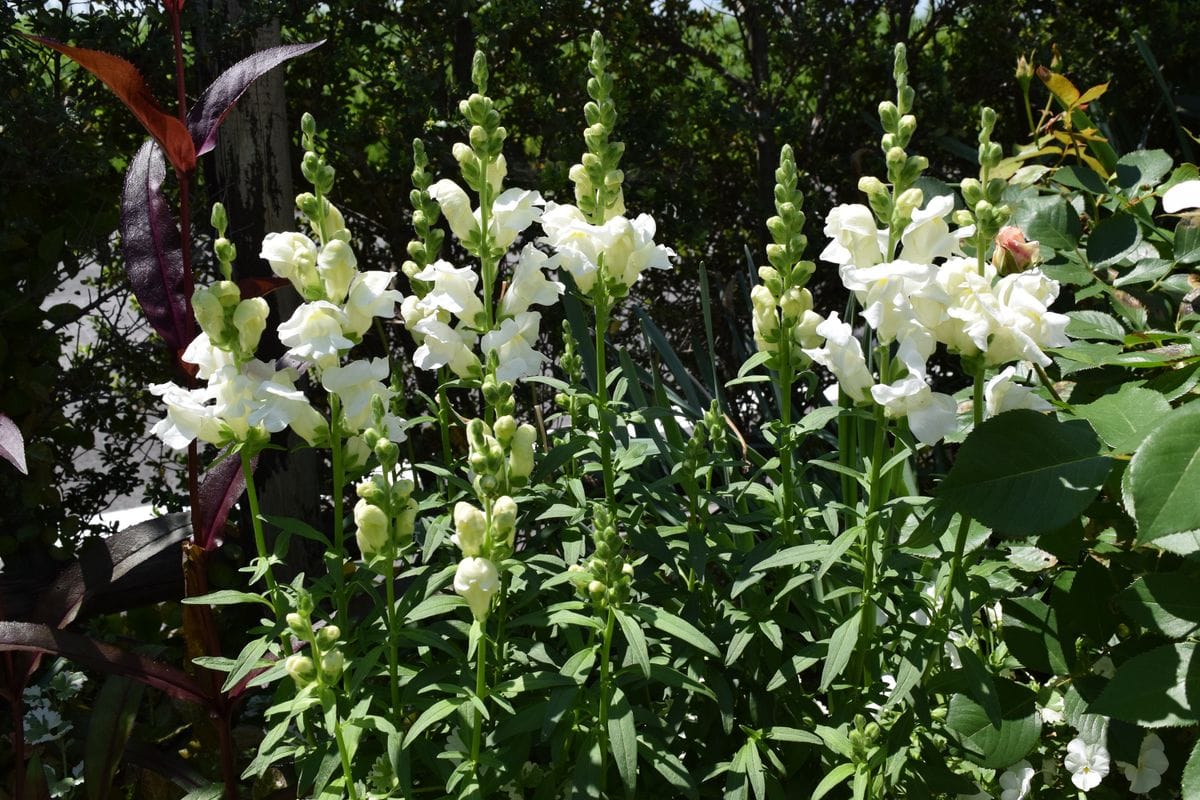 ホワイト花壇好調です