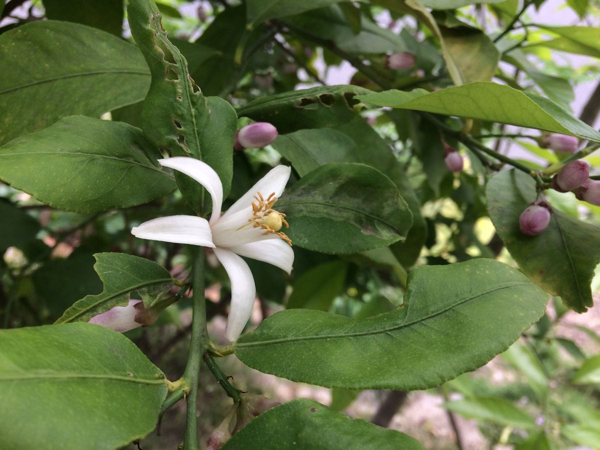 レモンの花