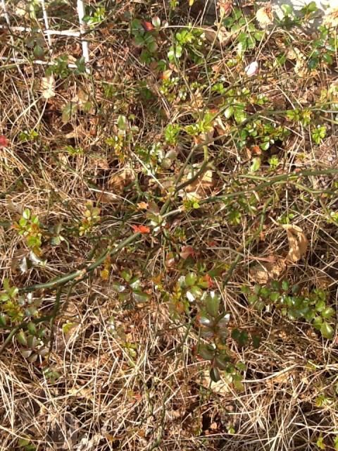 お庭の植物いっぱい