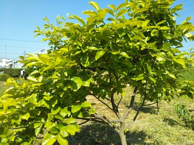 果樹園？柿　びわ　いちじく