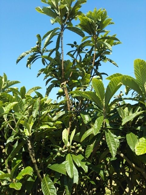 果樹園？柿　びわ　いちじく