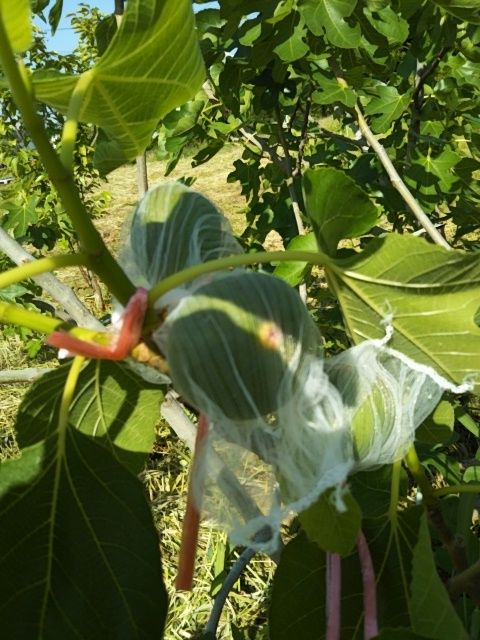 果樹園？柿　びわ　いちじく