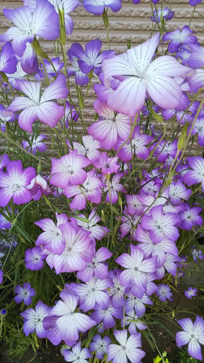 今日の花壇