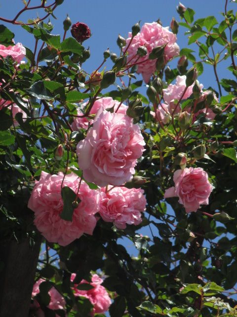 薔薇の街、横浜の公園花散歩。