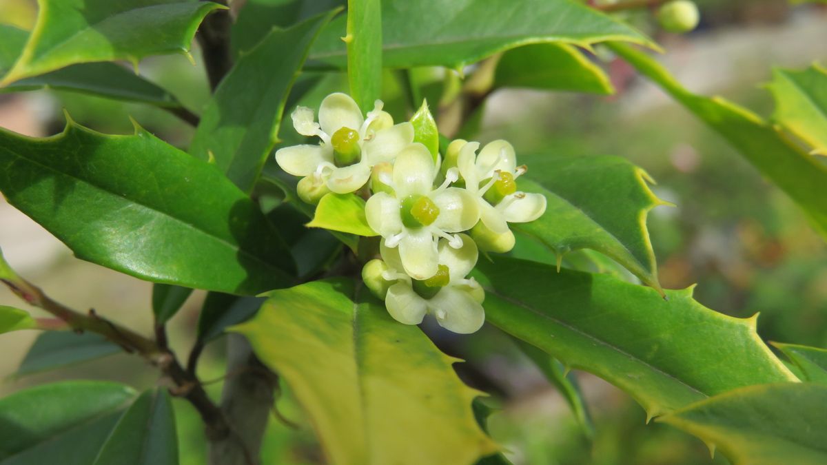 ミニ盆栽に咲いた小さな花