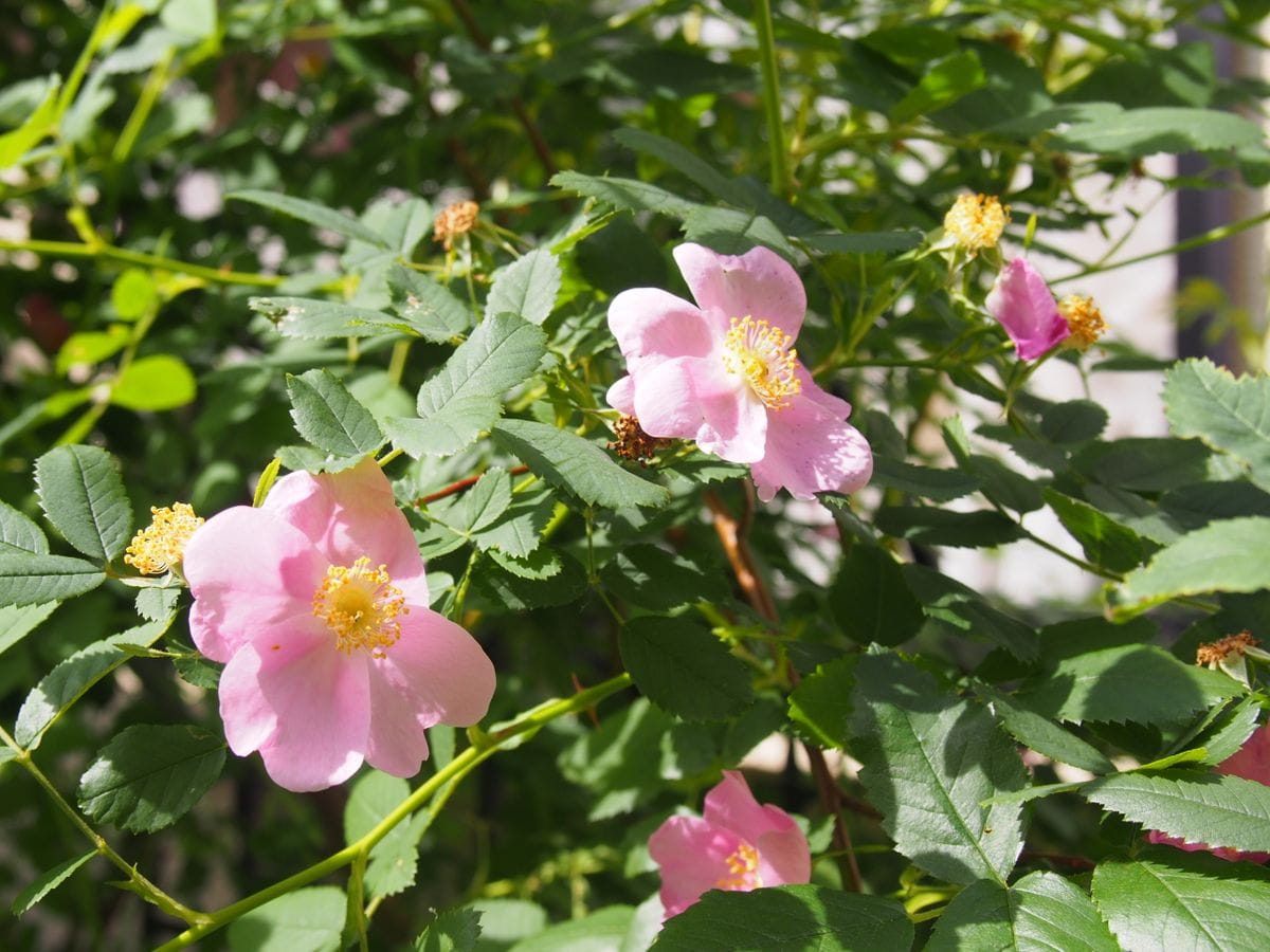 今年のステンベルグの一番花