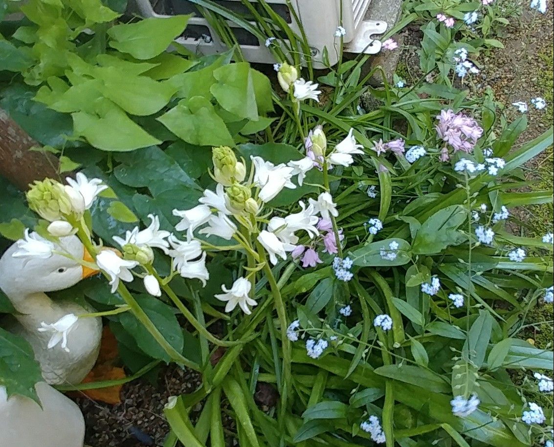 花友会員のみなさまへ～報告と依頼～