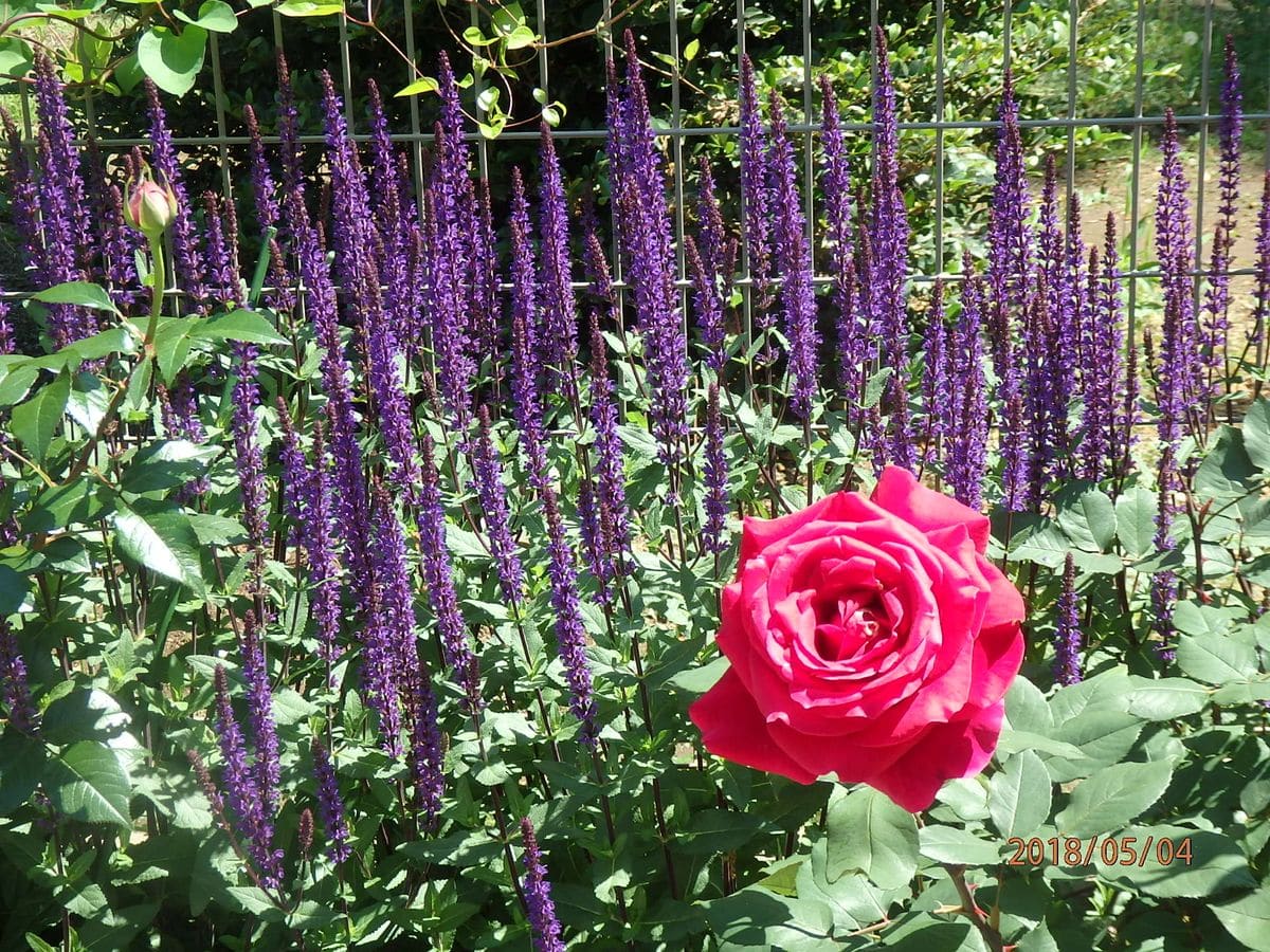 Mr.リンカーン　急ぎすぎの開花