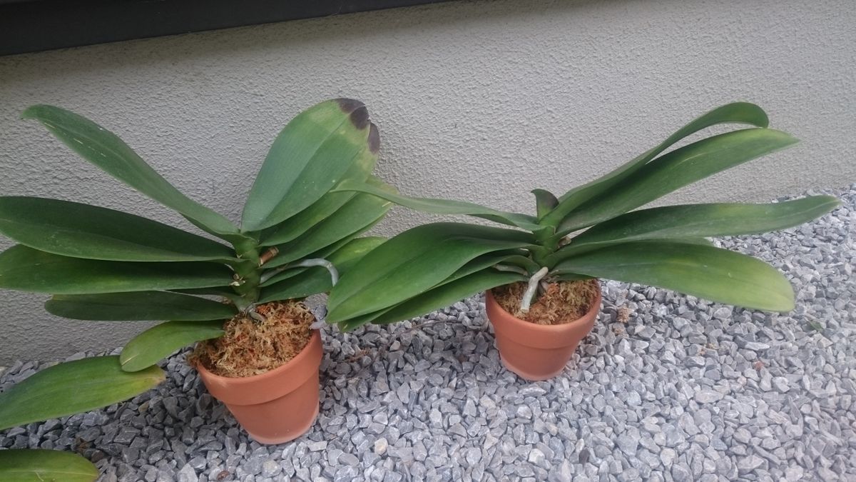 胡蝶蘭の植え替え