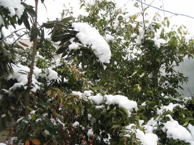 今朝の雪