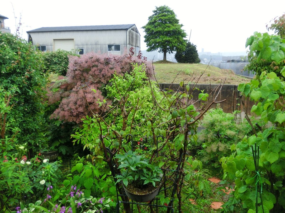 雨の庭