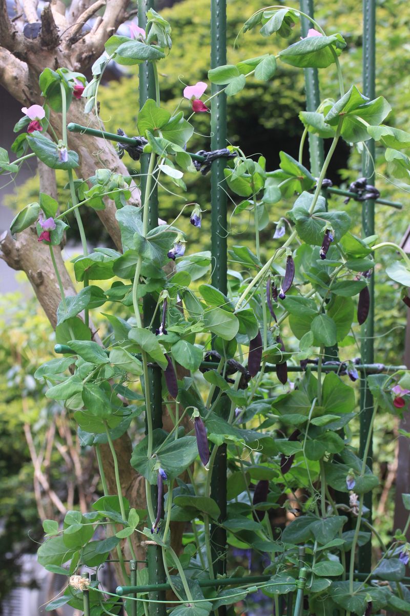 夏野菜の準備…