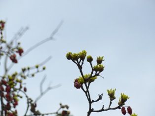 春の訪れを告げる花