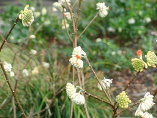 春の訪れを告げる花