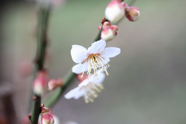 確定申告