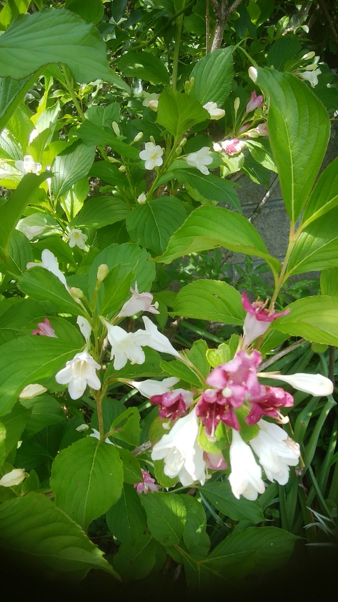 エゴノキの花