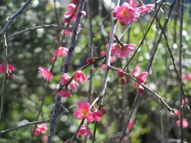 紅梅　間に合った