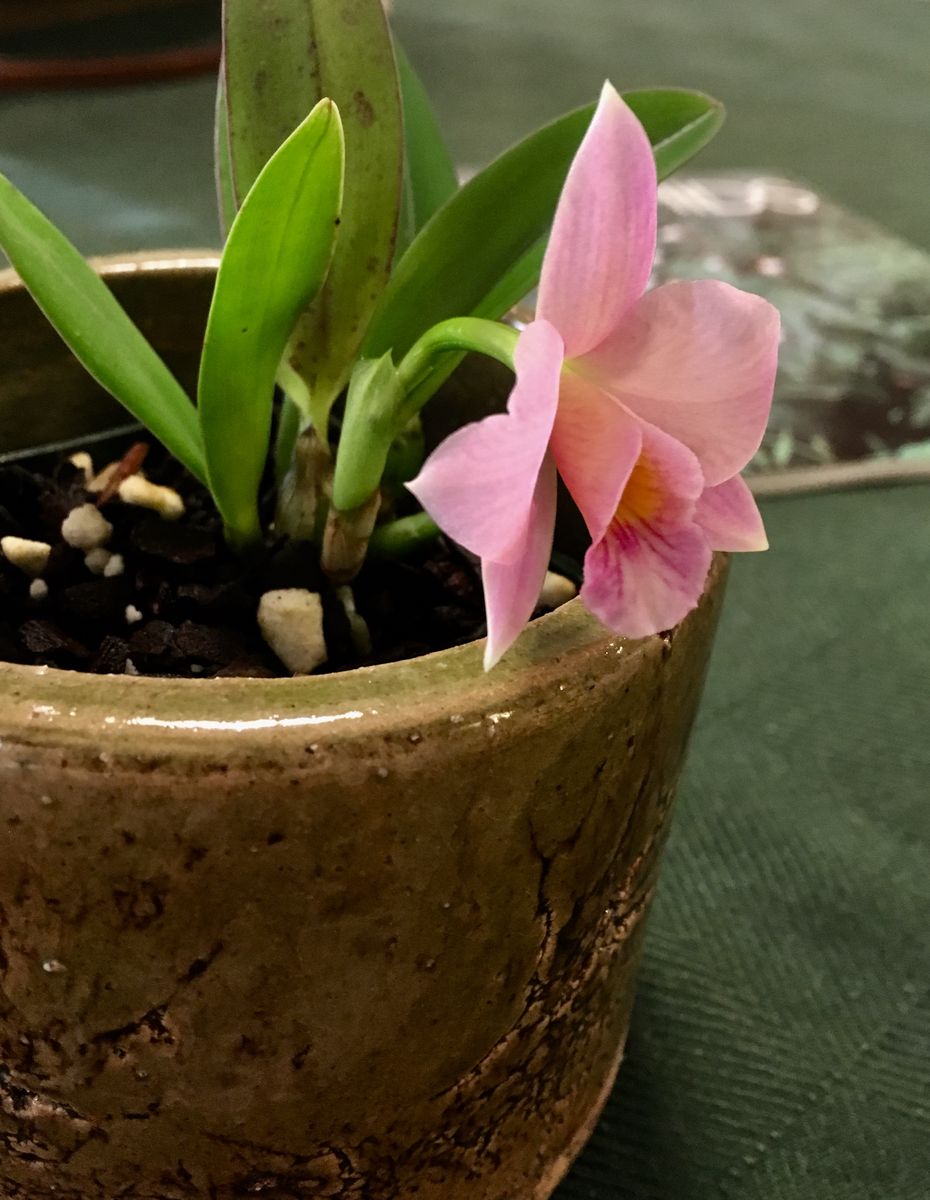 タイニー・ウインシーが開花しました🌸