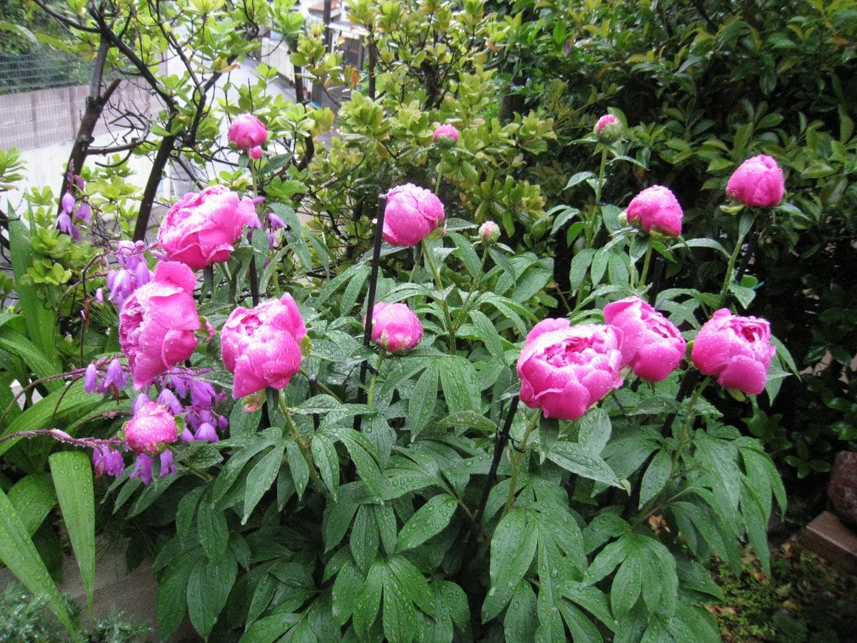 雨に濡れる芍薬