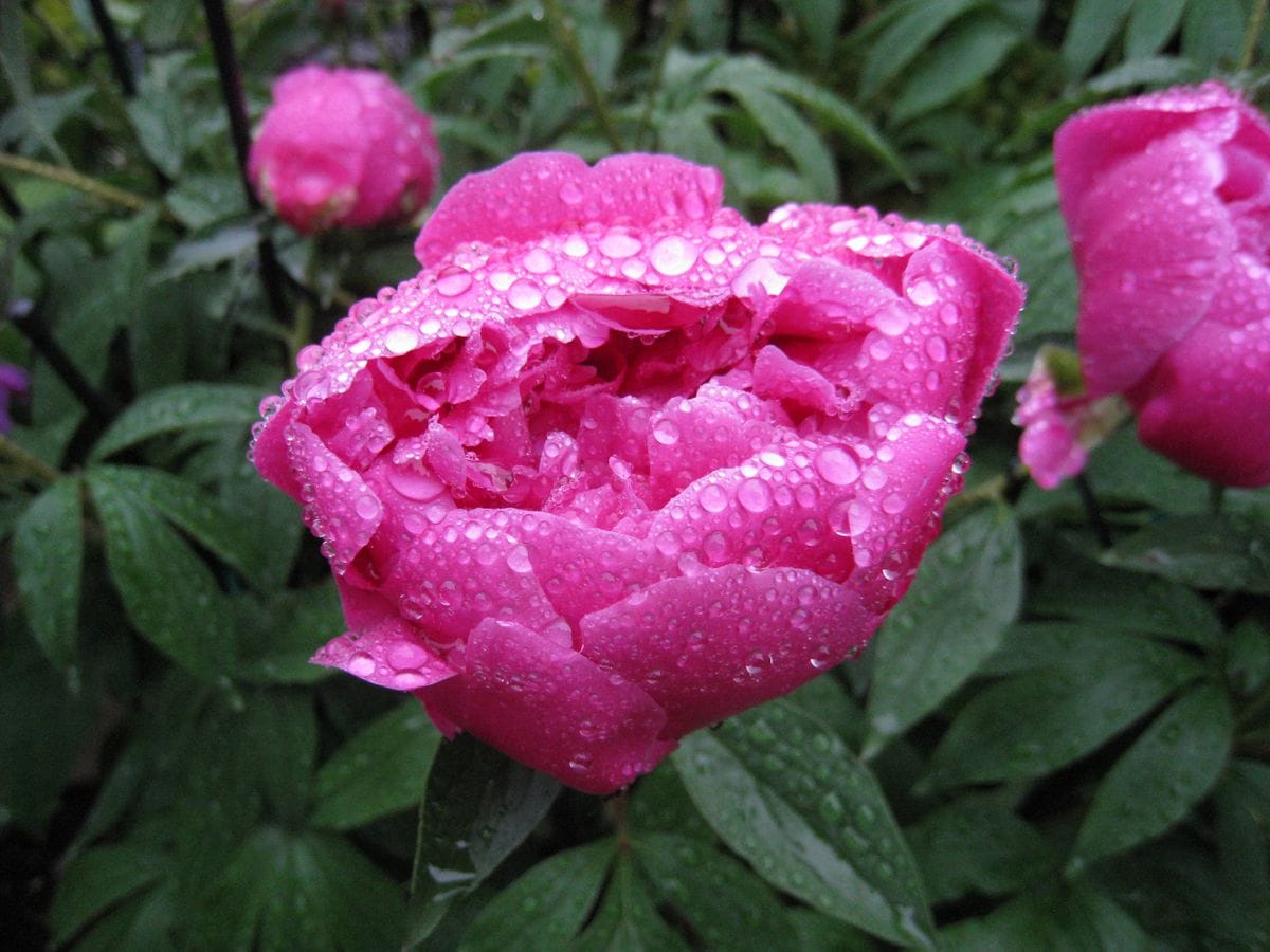 雨に濡れる芍薬