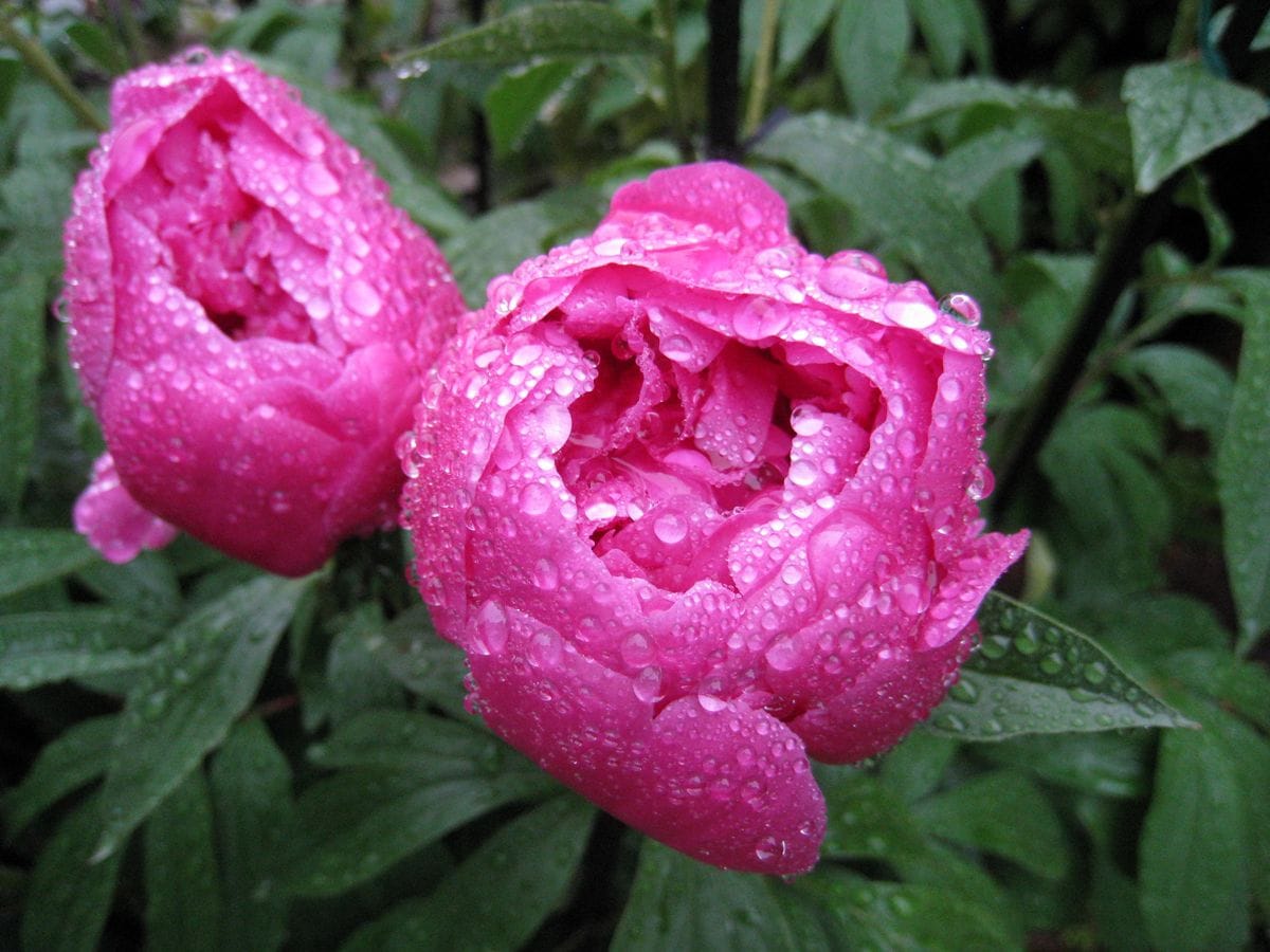 雨に濡れる芍薬