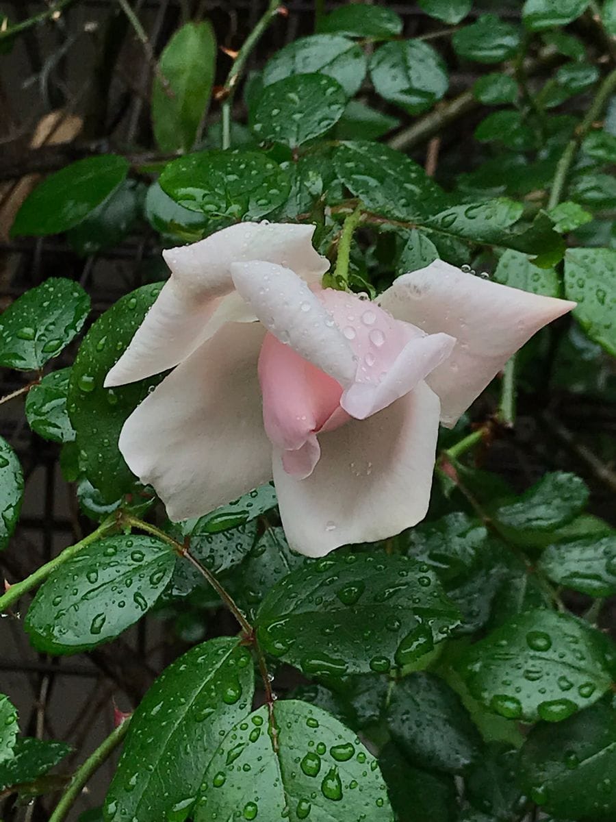 雨が重いわぁ☔️