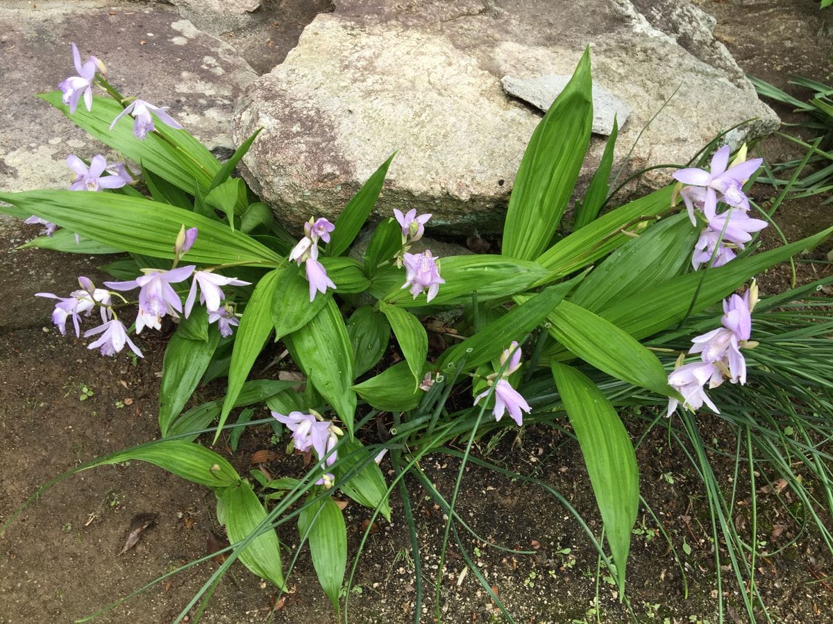 今日の花