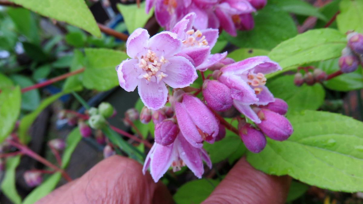 一年のご無沙汰でした～紅花梅花空木