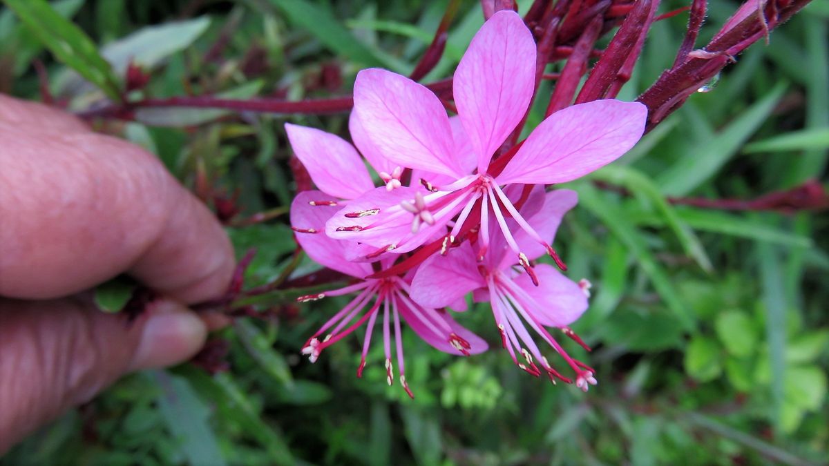 一年のご無沙汰でした～紅花梅花空木