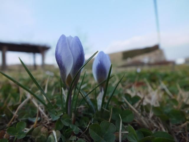 公園の花風景