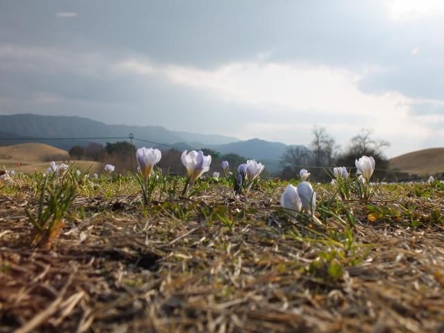 公園の花風景