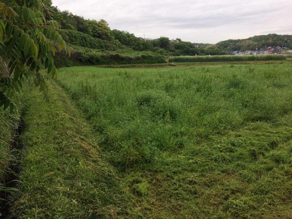 田んぼの草刈り