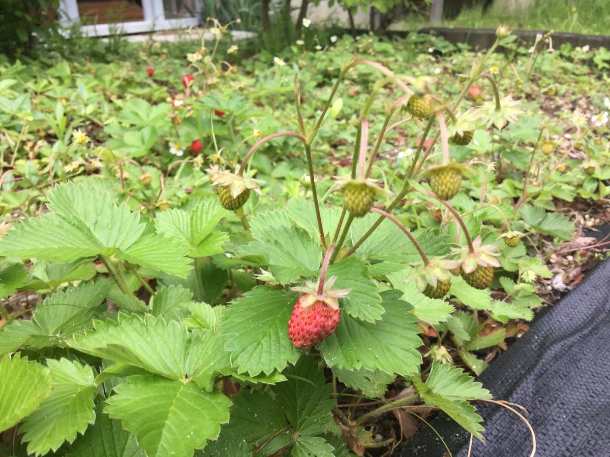 ワイルドストロベリー🍓