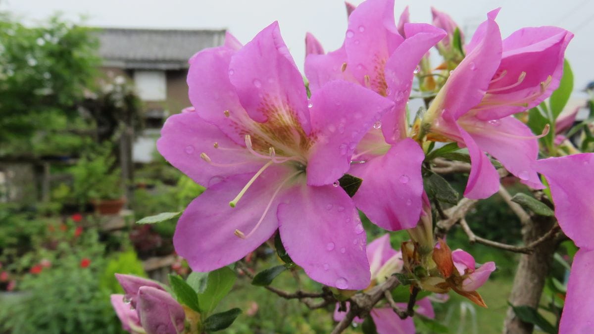 ツツジの花の模様比べ