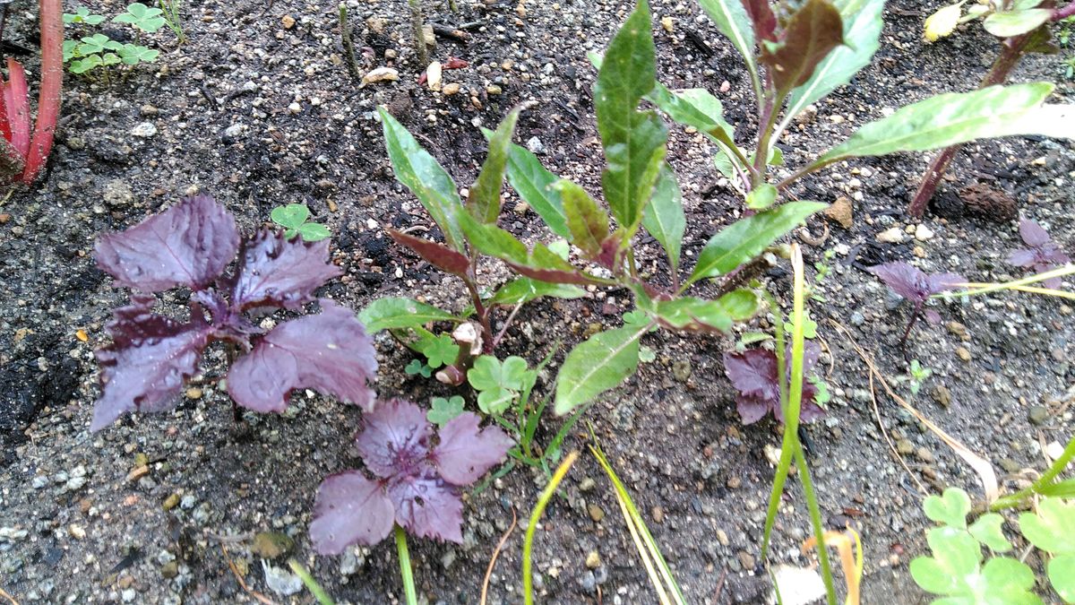 茄子に花が！