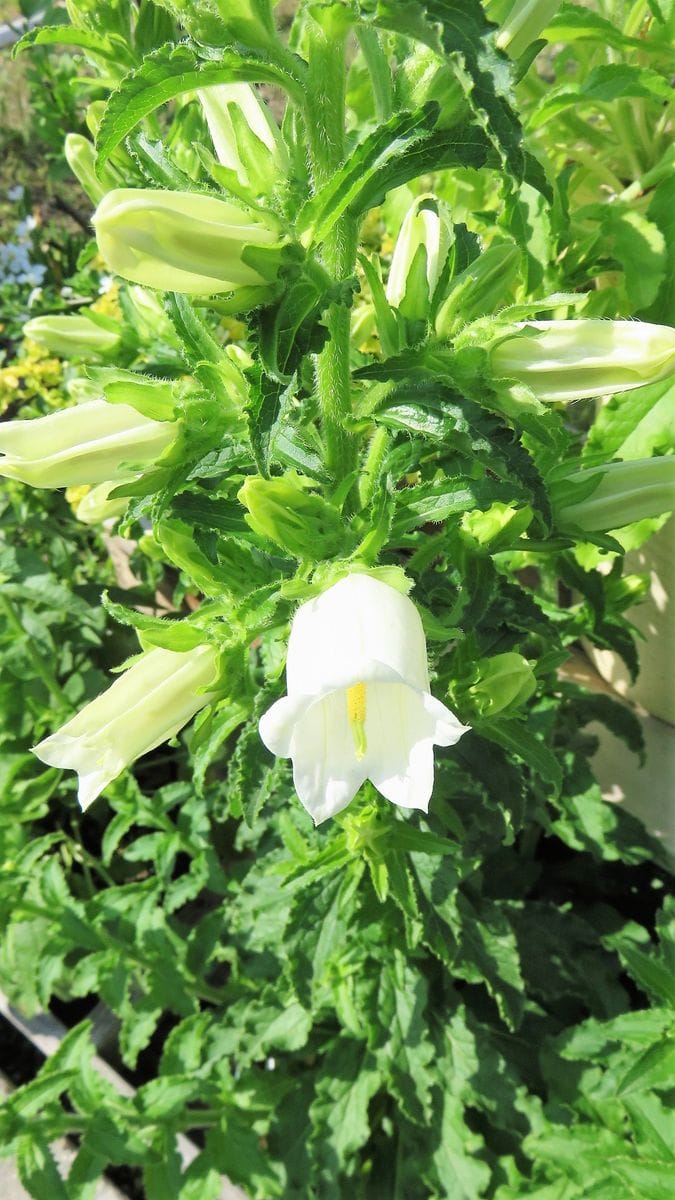 雨で我慢していた花が咲き始めました