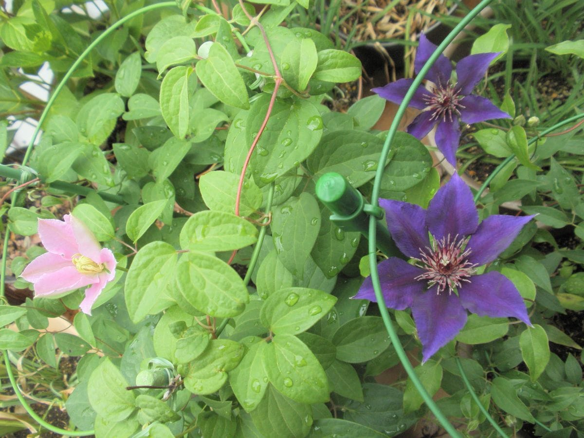 むらさきの花達