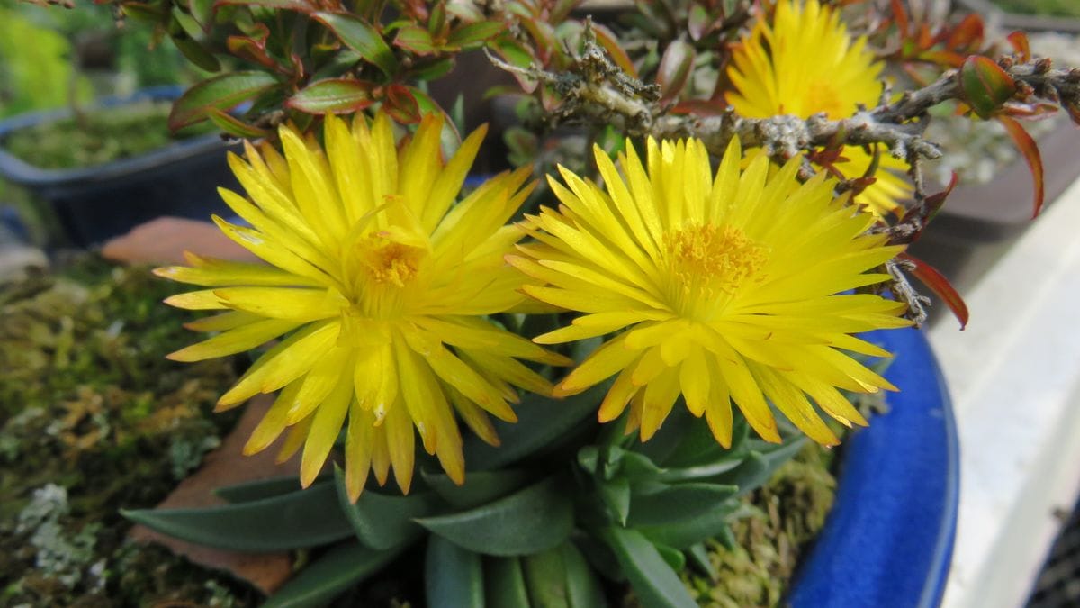 午後の花　三時草も三輪咲きました～