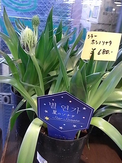 星のソナタ☆☆☆