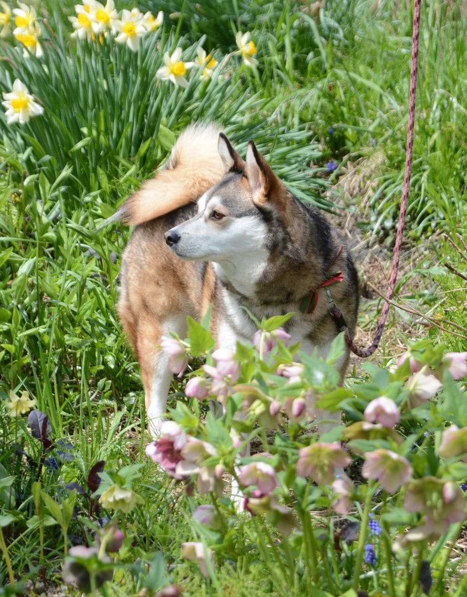 そろそろ桜も終わり