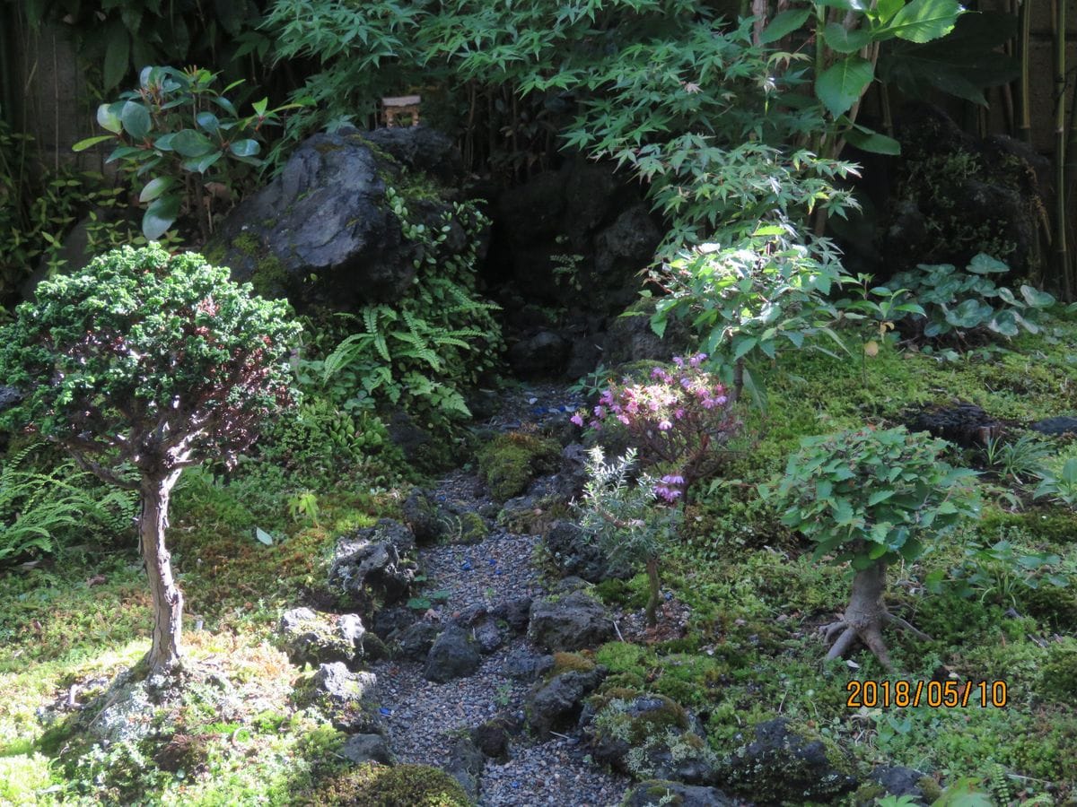 苔庭・夕日の一本ヒノキ