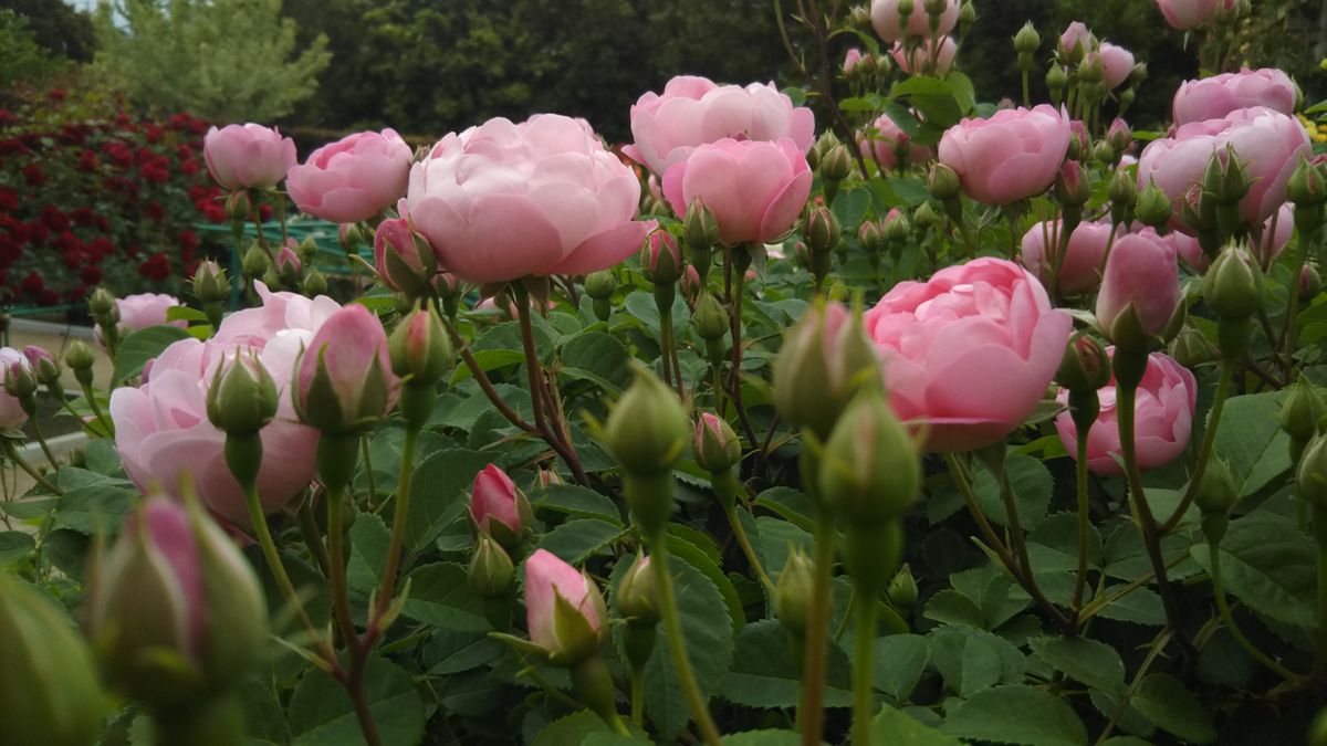 花菜ガーデン ツルバラいろいろ