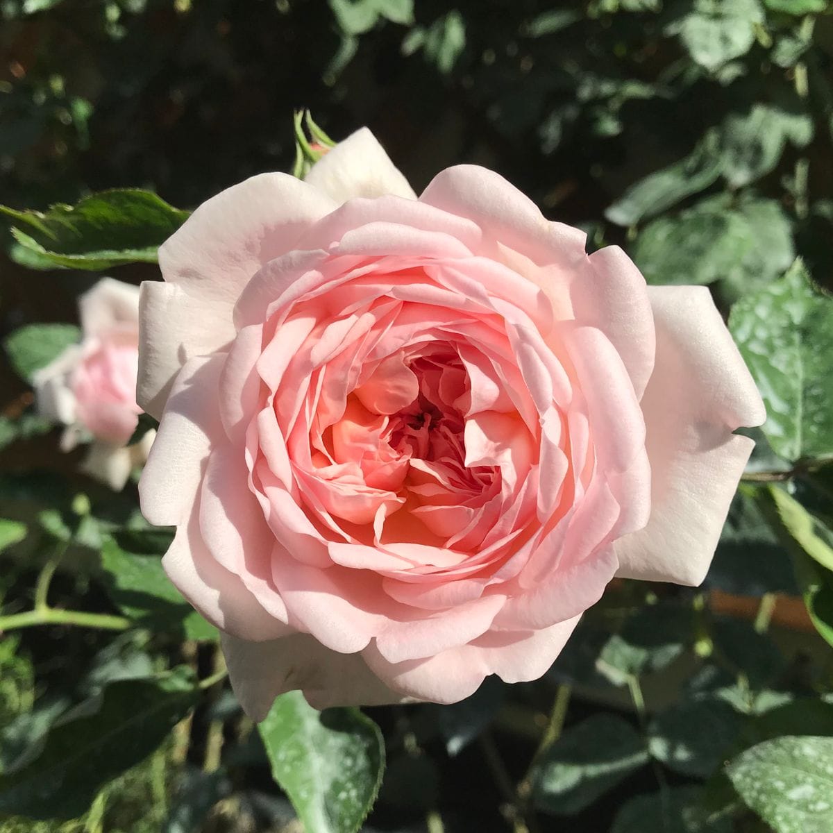 3日降り続いた雨☔️で、うな垂れたバラ🌹