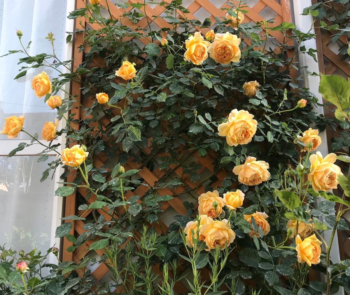 3日降り続いた雨☔️で、うな垂れたバラ🌹