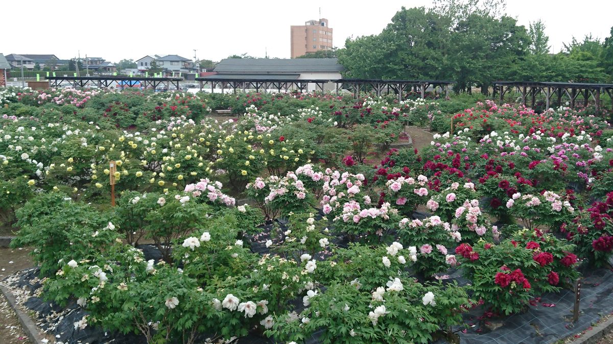 新潟県五泉市　ぼたん園