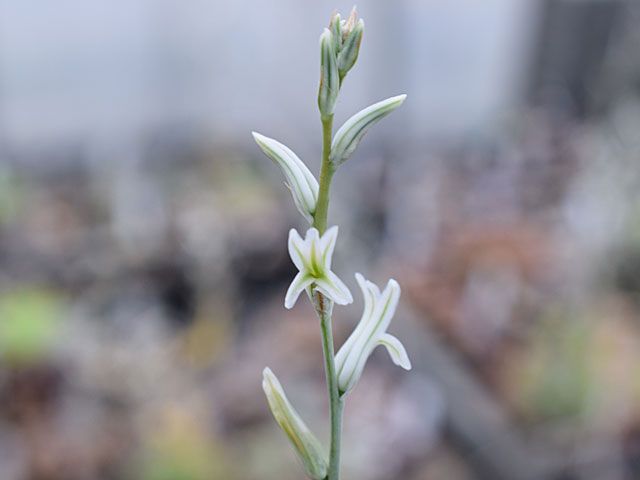 ハオルチアは花盛り