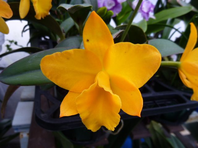 Rlc.Sweet Lemon 'Honeymoon'